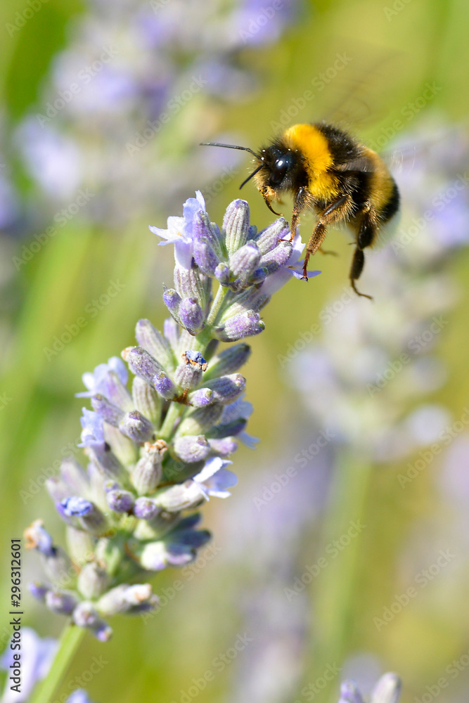 Macro bumblebee (Bombus terrestris) flying over a blue lavender flower Macro bumblebee (Bombus terrestris) flying over a blue lavender flower