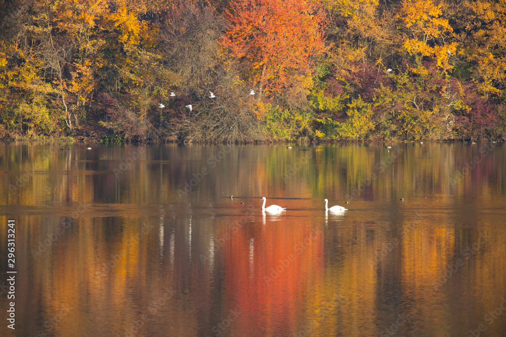Fototapeta premium Golden autumn trees and lake. Autumn landscape, sunny morning.