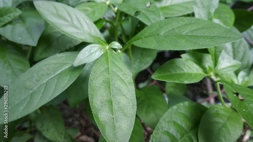 The leaves of most plants are green, because the leaves are full of chemicals that are green. The most important of these chemicals is called “chlorophyll” and it allows plants to make food 