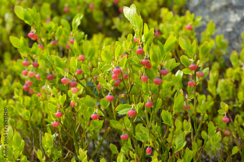A lot of blueberry bushes with flowers close-up.Vaccinium myrtillus.