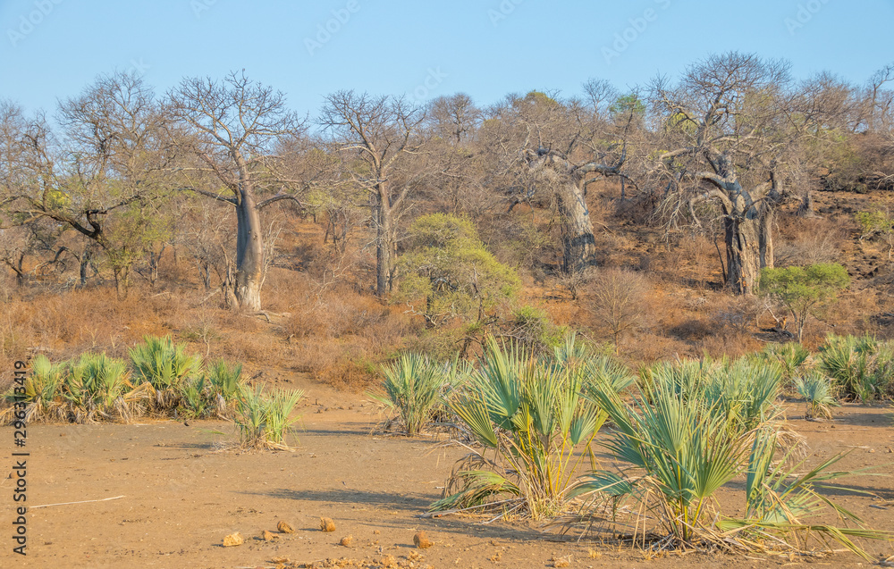Baobab and lala palm trees in and around the Limpopo flood plains in the Kruger National Park in South Africa image with copy space in horizontal format