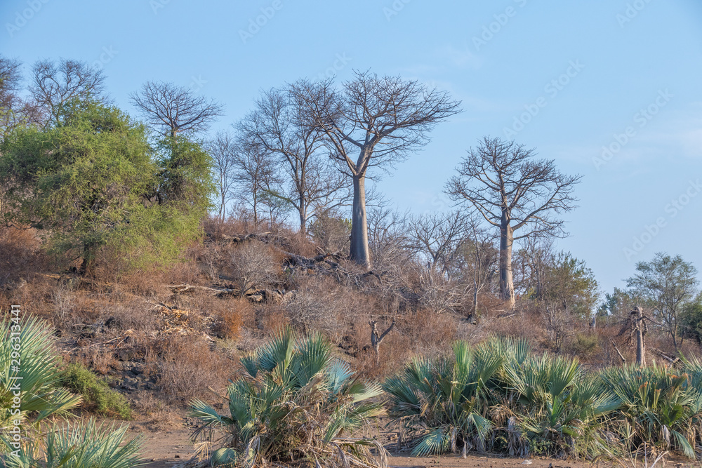 Fototapeta premium Baobab and lala palm trees in and around the Limpopo flood plains in the Kruger National Park in South Africa image with copy space in horizontal format