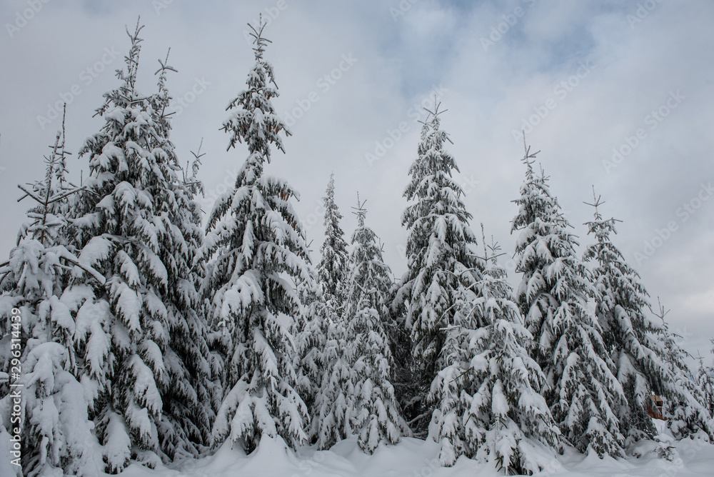 Winter trees covered with fresh snow Winter trees covered with fresh snow