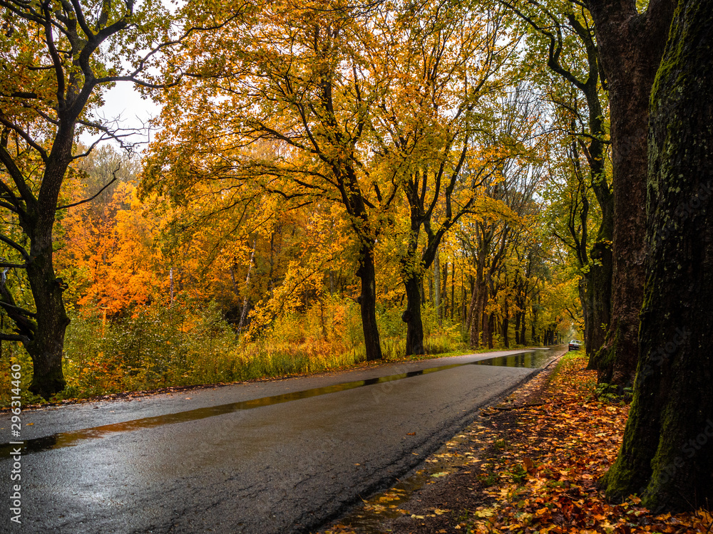 Fototapeta premium Road in the autumn forest in rain. Asphalt road in overcast rainy day. Roadway with trees in kaliningrad region. Empty highway in fall woodland.