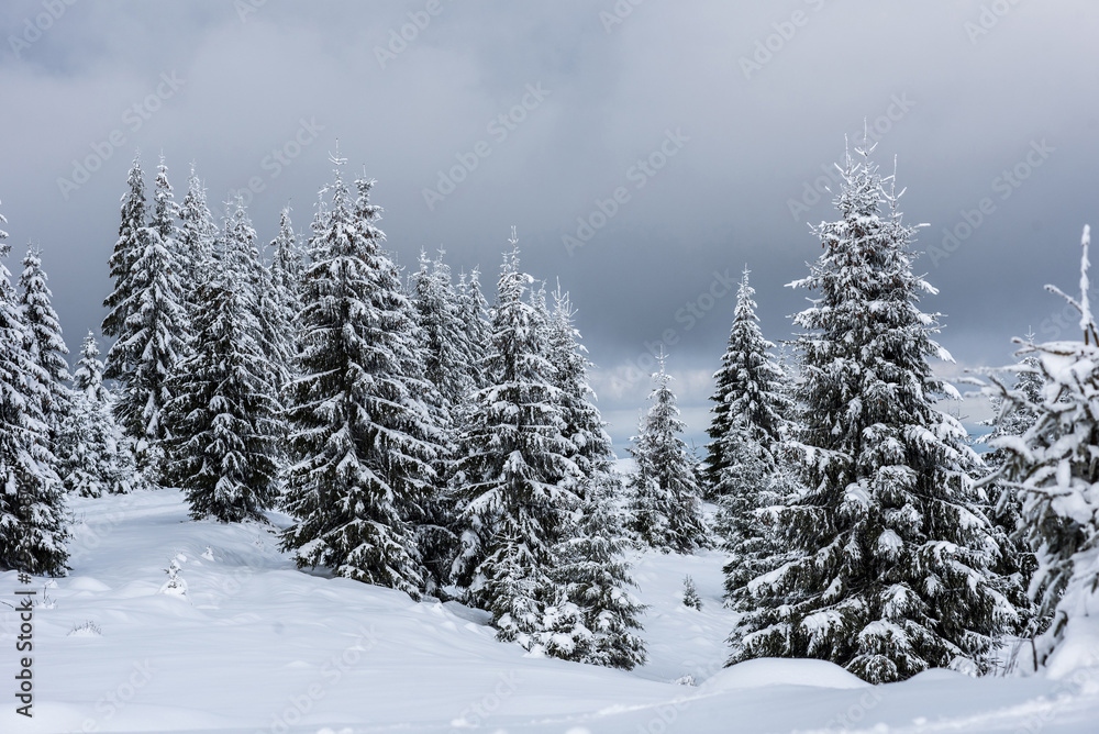 Winter trees covered with fresh snow Winter trees covered with fresh snow