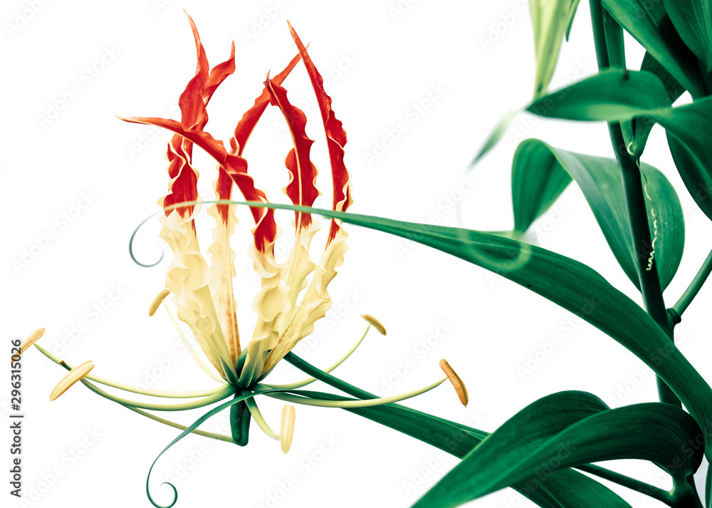 Climbing Lily Stock Photo | Adobe Stock