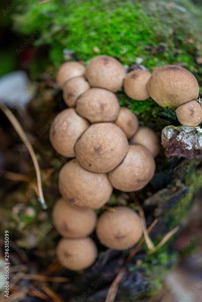 Mushrooms with a macro lens outdoors. Colourful and natural ingredients in the forest. Mushrooms with a macro lens outdoors. Colourful and natural ingredients in the forest.