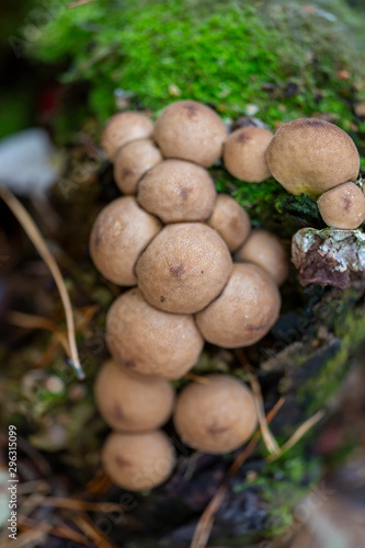 Mushrooms with a macro lens outdoors. Colourful and natural ingredients in the forest.