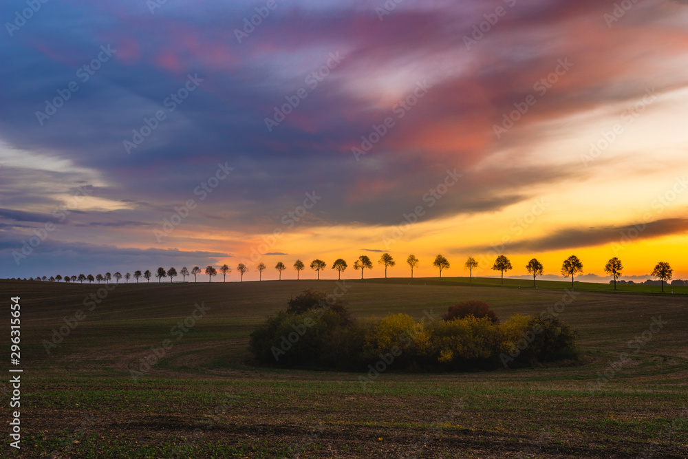 Obraz premium Beautiful rural landscape. Avenue of trees on the wavy field on a beautiful autumn morning