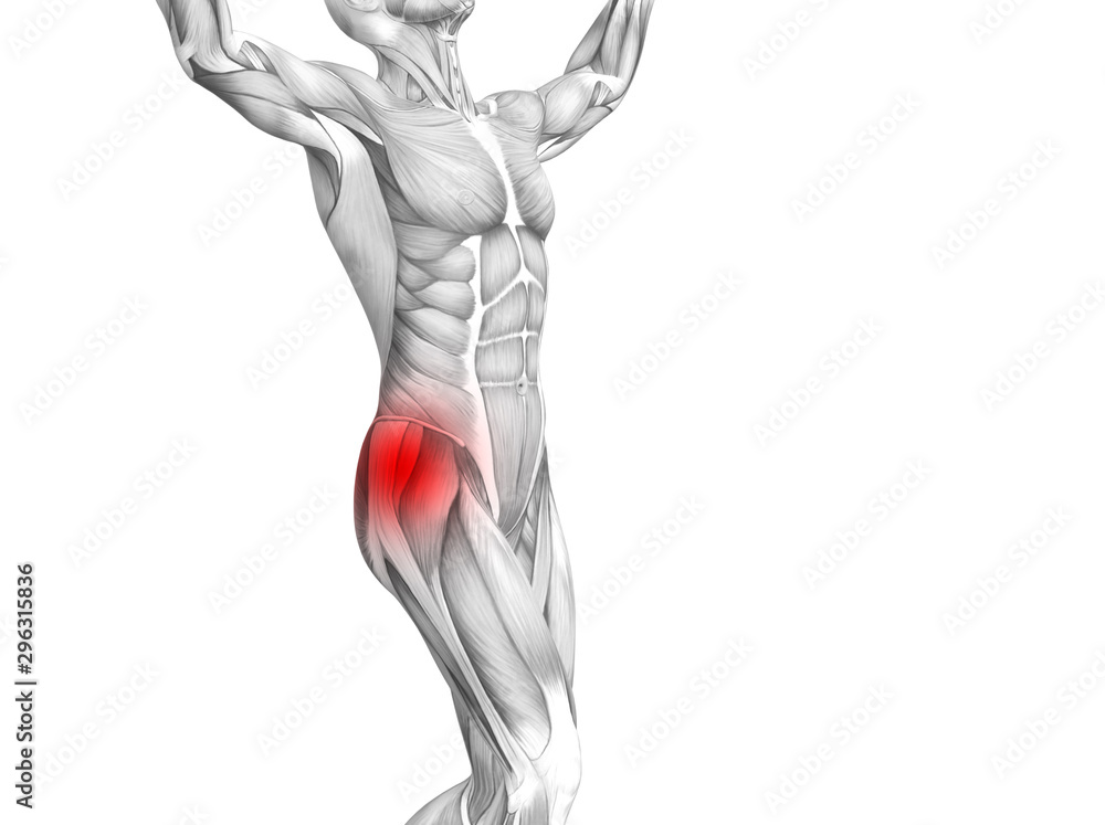 Conceptual hip human anatomy with red hot spot inflammation articular joint pain for leg health care therapy or sport muscle concepts. 3D illustration man arthritis or bone sore osteoporosis disease Conceptual hip human anatomy with red hot spot inflammation articular joint pain for leg health care therapy or sport muscle concepts. 3D illustration man arthritis or bone sore osteoporosis disease