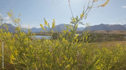 Yellow toadflax, an invasive species of noxious weeds in Alberta, Canada. photo