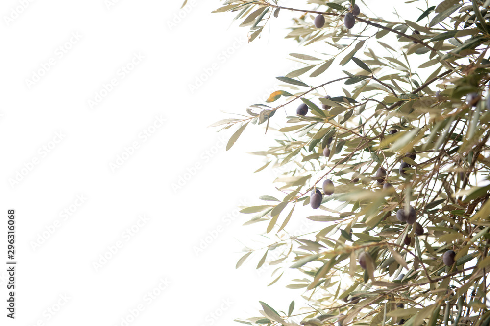 Close up of Olive Trees Growing in Grove Close up of Olive Trees Growing in Grove