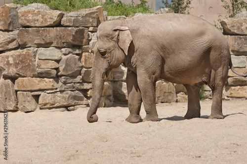 Adult African Elephant in a zoo