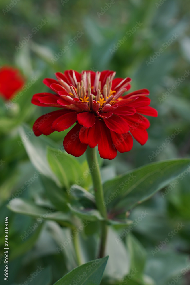 Large, closeup image of a blooming red Zinnia flower. Large, closeup image of a blooming red Zinnia flower.