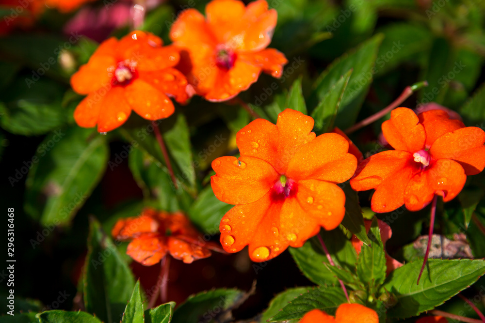 Orange flowers with drops of water on the flowers Orange flowers with drops of water on the flowers