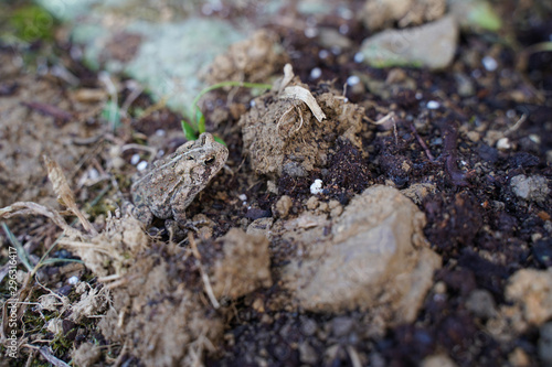 Little frog camouflauged among the dirt.