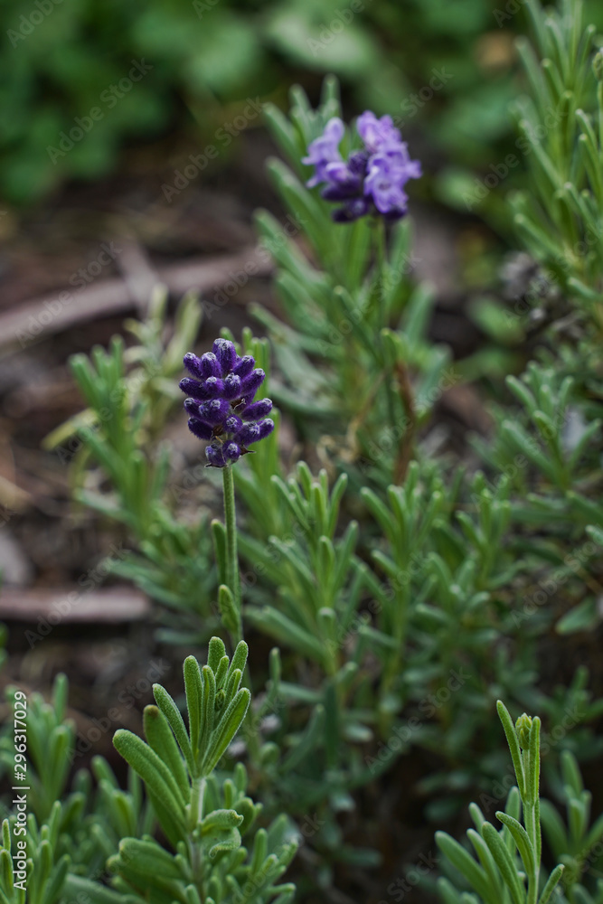 Lavender growing in a field. Organic herb.