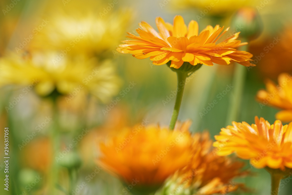 Blüte einer Ringelblume Blüte einer Ringelblume
