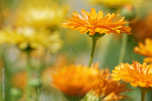 Blüte einer Ringelblume