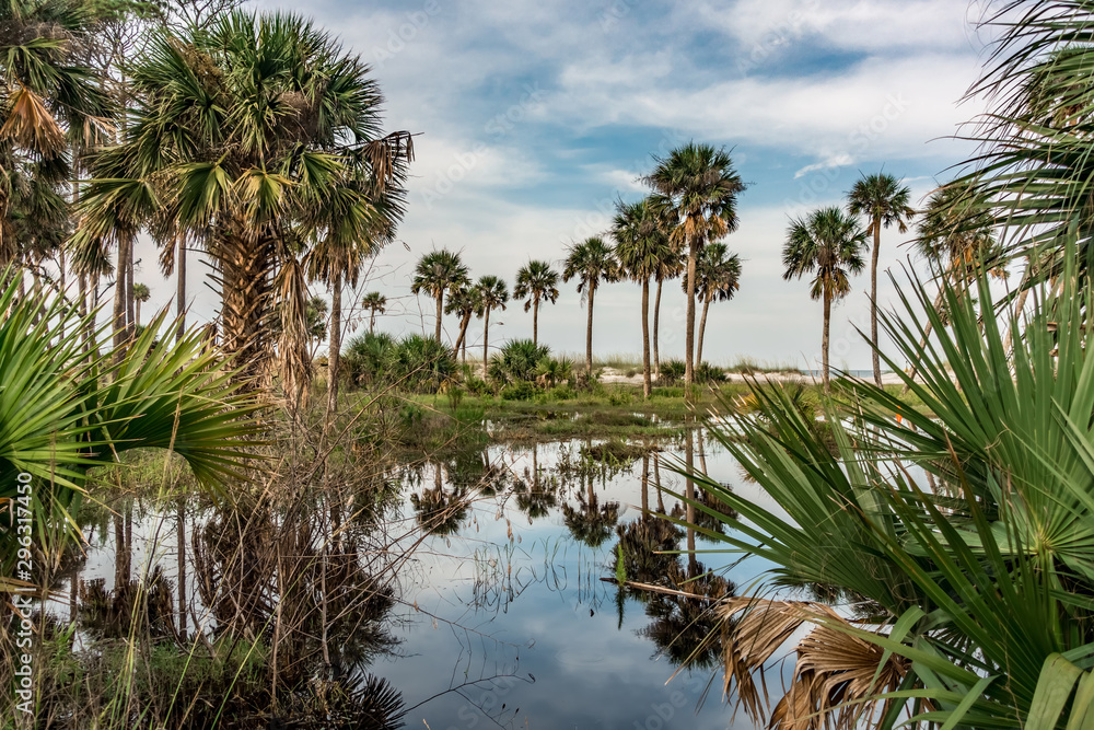 reflections of palm trees on hunting island south carolina