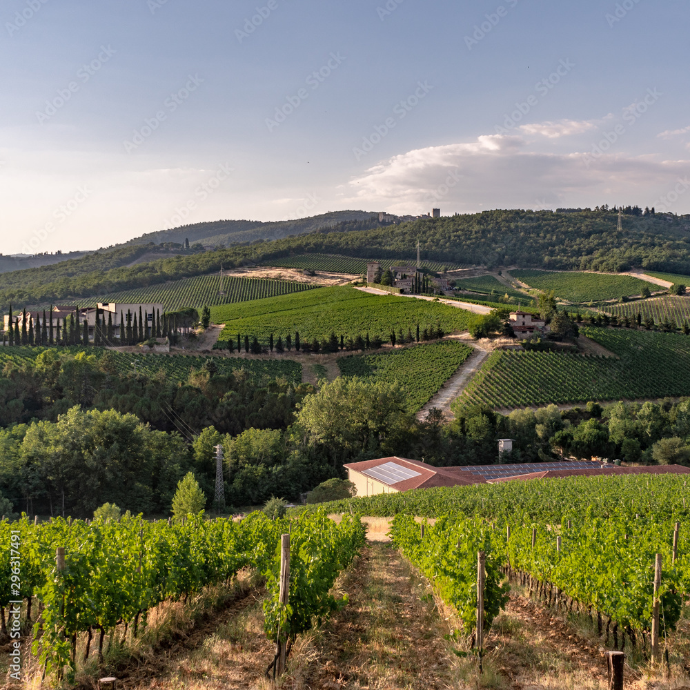 Hills With Vineyards in Chianti, Tuscany