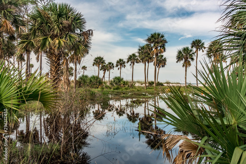 reflections of palm trees on hunting island south carolina © digidreamgrafix