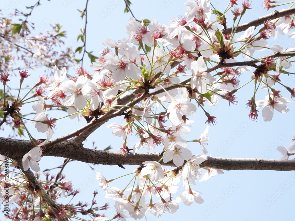 Obraz premium sakura