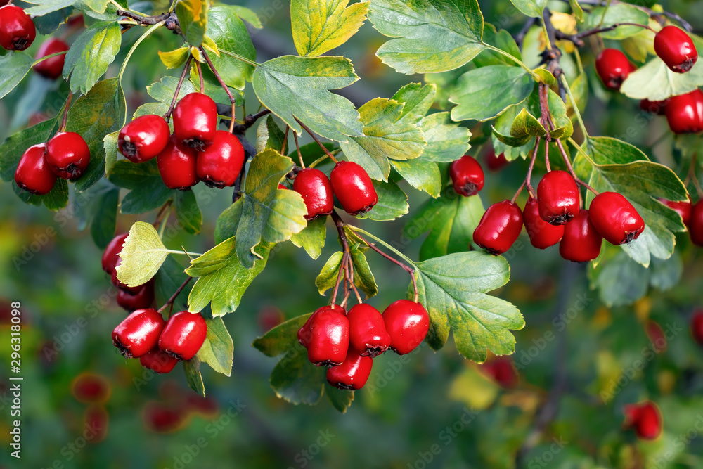 Bunches of ripe red berries of hawthorn, close up Bunches of ripe red berries of hawthorn, close up