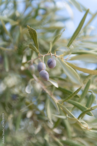 Close Up of Olives Growing on Trees on Summer