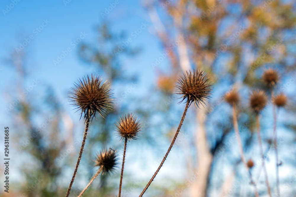 Obraz premium Wild plants in the form of prickly balls