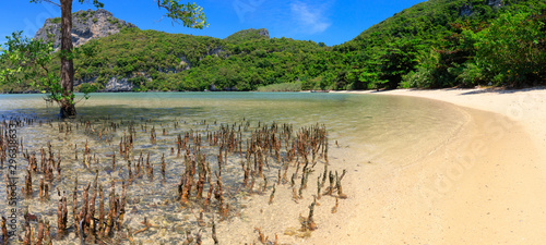 Tropical beach with mangrove trees