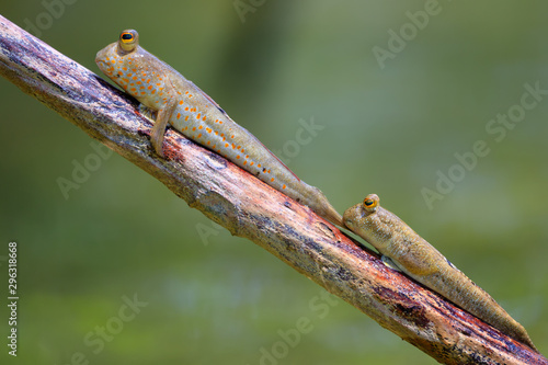 Couple of mudskipper on a branch photo