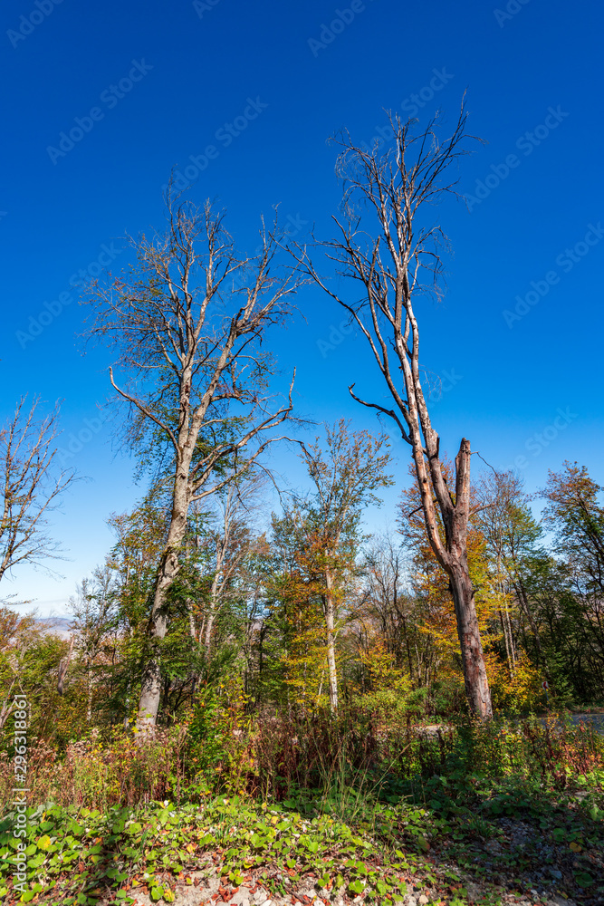Dry dead trees against blue sky Dry dead trees against blue sky