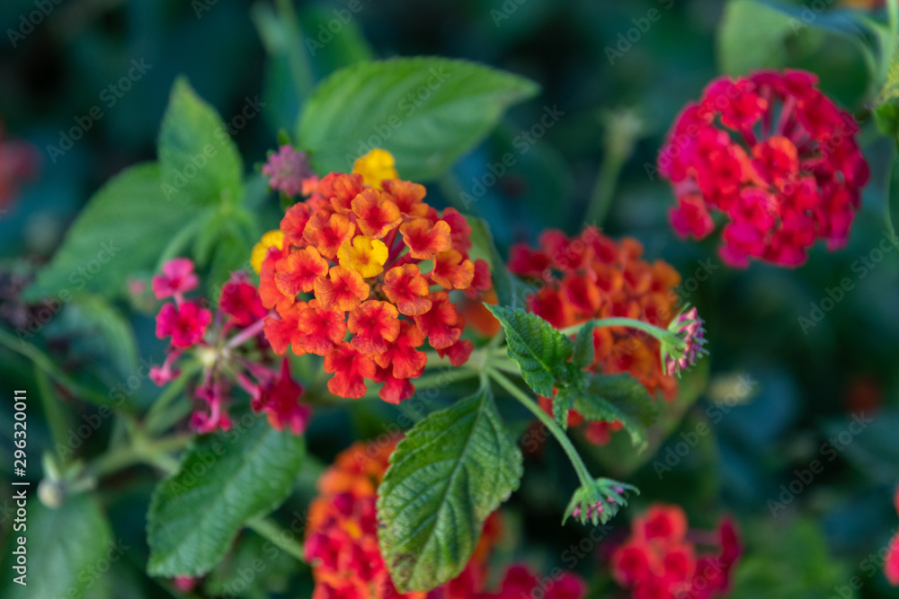 Picturesque flowers of a tropical plant. Close-up. The coast of the Mediterranean Sea. Summer. Picturesque flowers of a tropical plant. Close-up. The coast of the Mediterranean Sea. Summer.