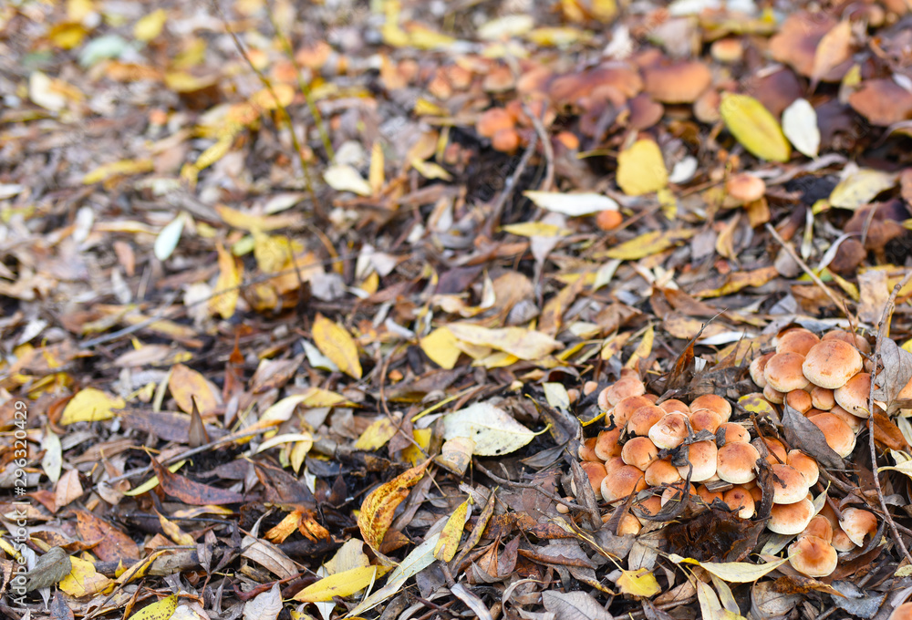 many mushrooms in the autumn forest in the fallen leaves