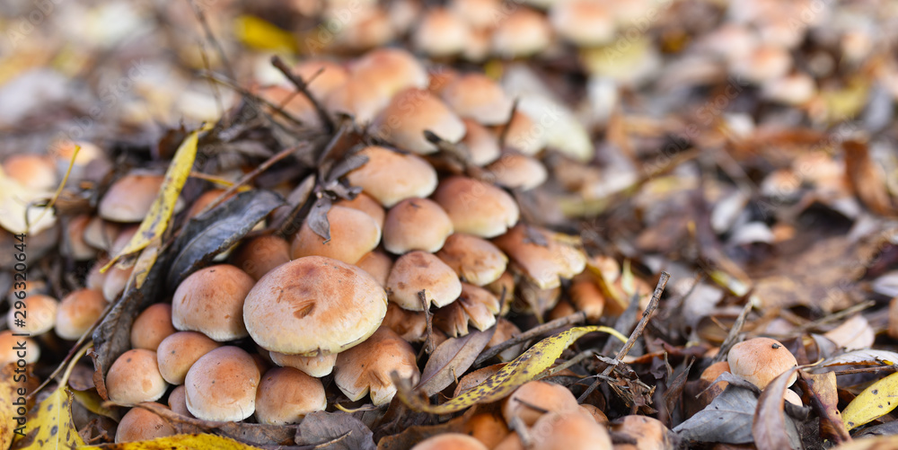 many mushrooms in the autumn forest in the fallen leaves many mushrooms in the autumn forest in the fallen leaves