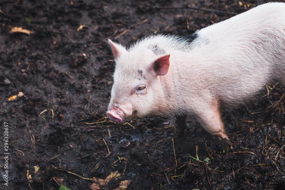 Cute domestic Vietnamese pink pig in the mud at a home mini farm. Close-up. Cute domestic Vietnamese pink pig in the mud at a home mini farm. Close-up.