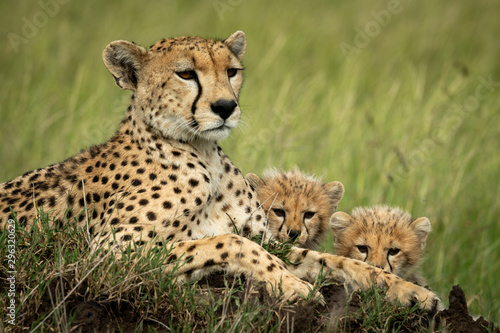 Close-up of cheetah lying with two cubs photo