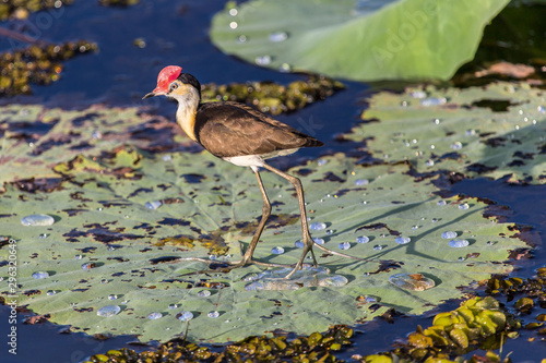 Comb-crested Jacana (Irediparra gallinacea) photo