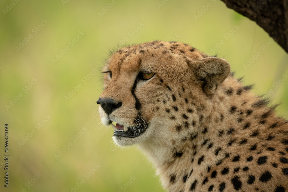 Close-up of cheetah sitting by tree trunk Close-up of cheetah sitting by tree trunk