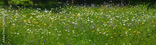 flowering grass in the field