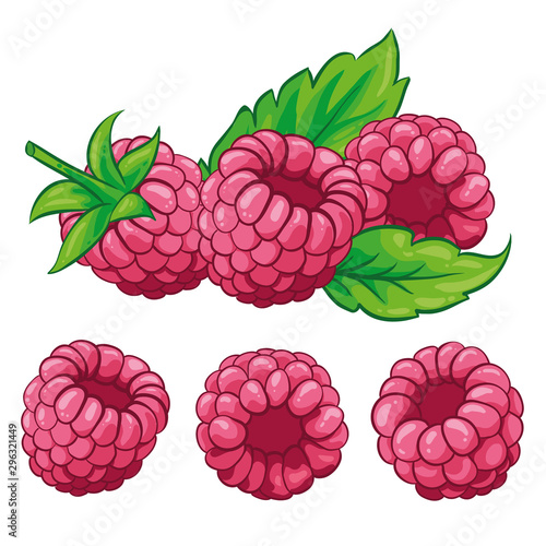 Raspberry with leaves isolated on white background. Berry branch raspberries. Hand drawn vector illustration.