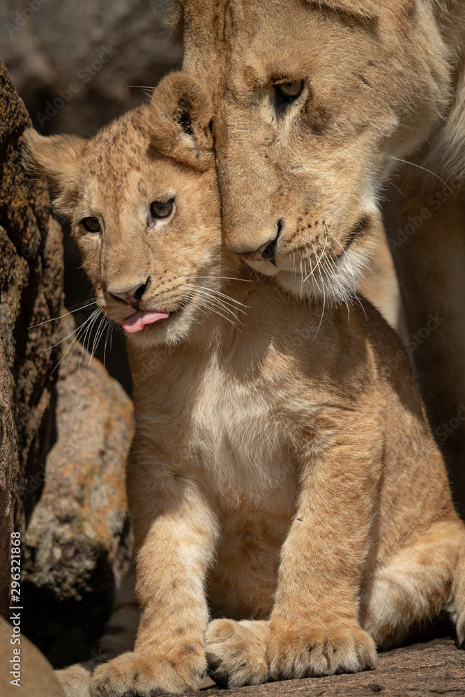 Fototapeta premium Close-up of cub sitting nuzzled by lioness
