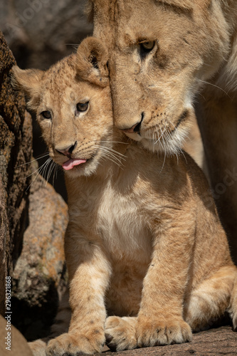 Close-up of cub sitting nuzzled by lioness