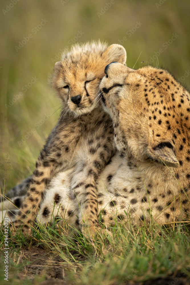 Close-up of female cheetah grooming her cub Close-up of female cheetah grooming her cub