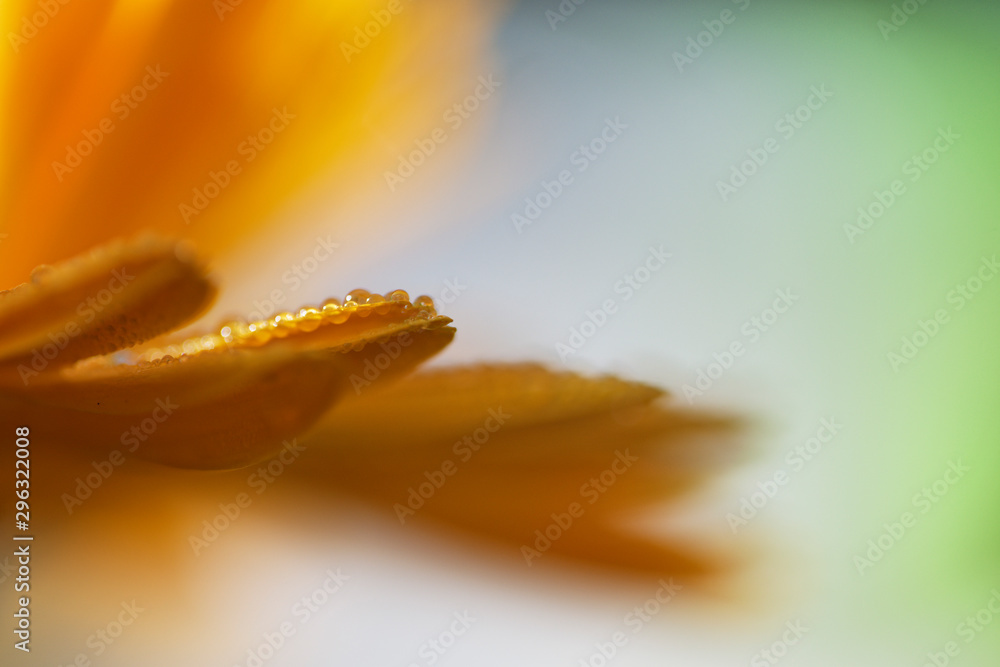 Fototapeta premium Blütenblätter einer Ringelblume nach einem Regenschauer