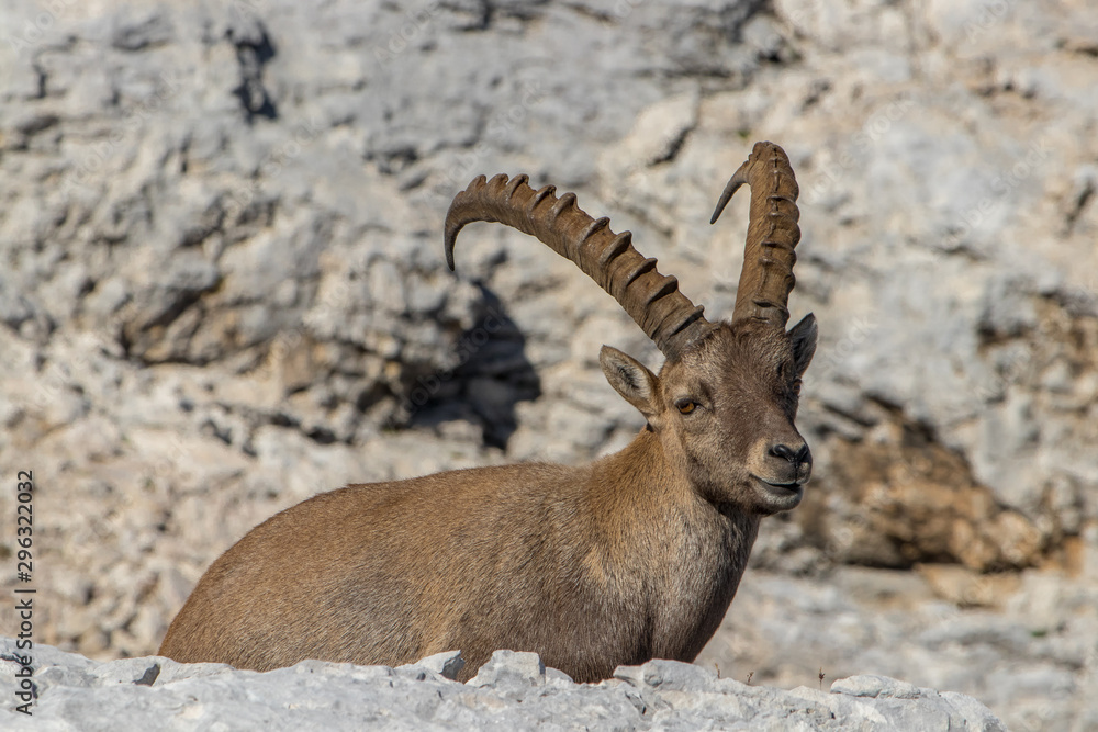 Adult ibex looking to camera in high alps
