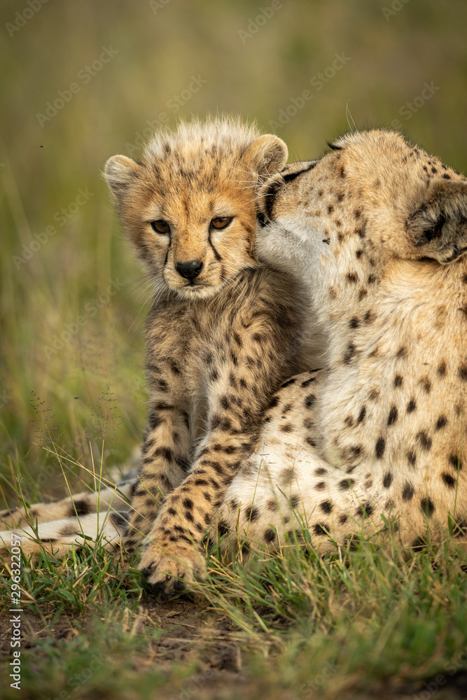 Obraz premium Close-up of female cheetah grooming young cub