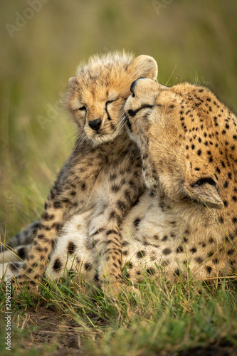 Close-up of female cheetah grooming her cub