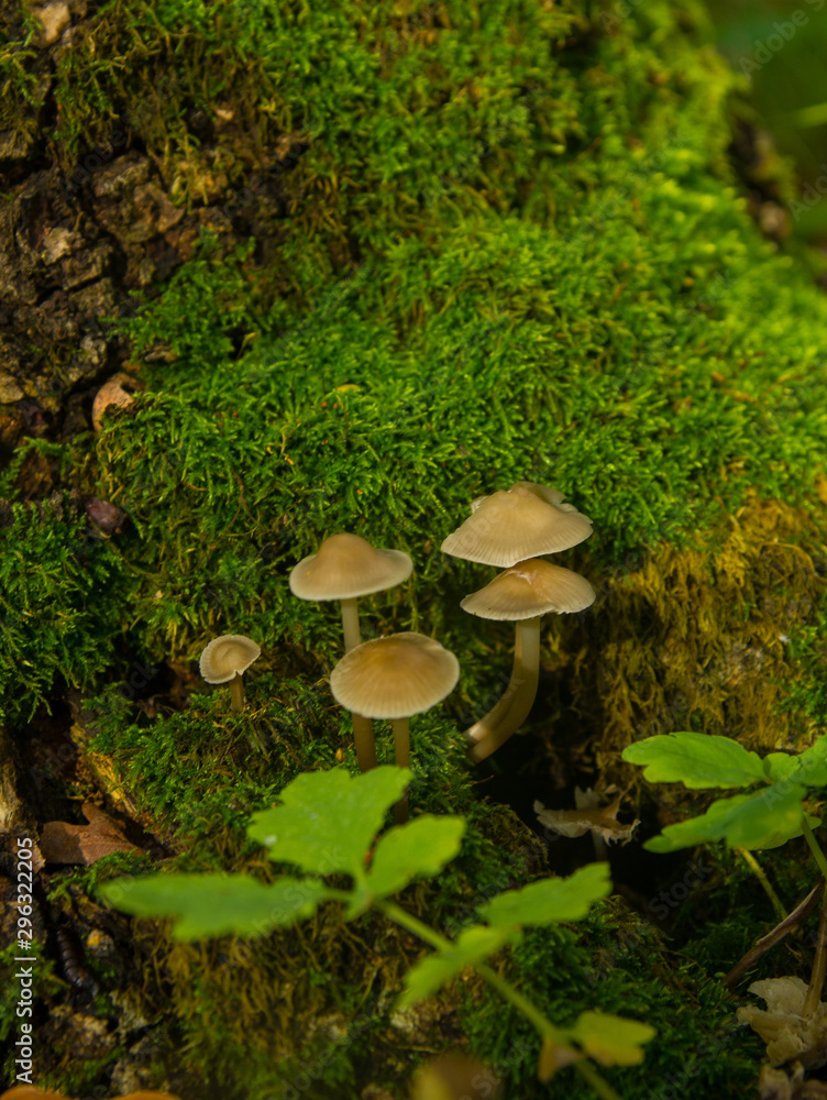 Inedible mushrooms grow in the hollow of an old oak Inedible mushrooms grow in the hollow of an old oak